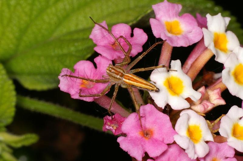 Oxyopes_quadrifasciatus_D7746_Z_88_North Stradbroke island_Australie.jpg